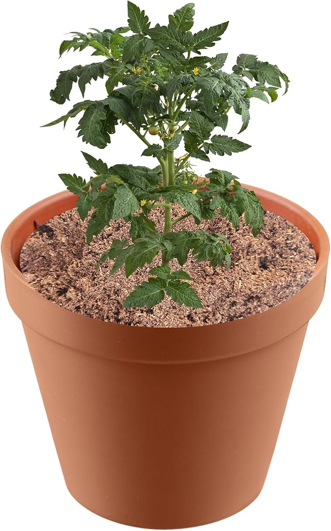 Premium Sphagnum Moss for Plants - 100% Organic Peat Moss, and Plant Soil Blend | Ideal Indoor Potting Soil for House Plants. Half Quart