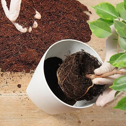 Home and Country Coconut Fiber Compressed Coco Coir Brick. Coco Coir is Great to use as a Compost Starter for Your Home Garden. Coco Coir Bricks Provide Organic Alternative to Peat Moss for Plants.10