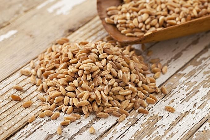 Non-GMO Fodder Seeds for Chickens (3 pounds), Pasture Grass Seed, Wheat Grass Seeds for Growing, Wheat Seeds for Fodder | Pampered Chicken Mama