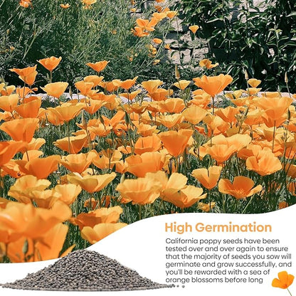 California Poppy Seeds, 1 Ounce Over 20000+ Seeds, Non-GMO | Heirloom | Sourced from USA- Eschscholzia Californica, USDA Zone 5-10