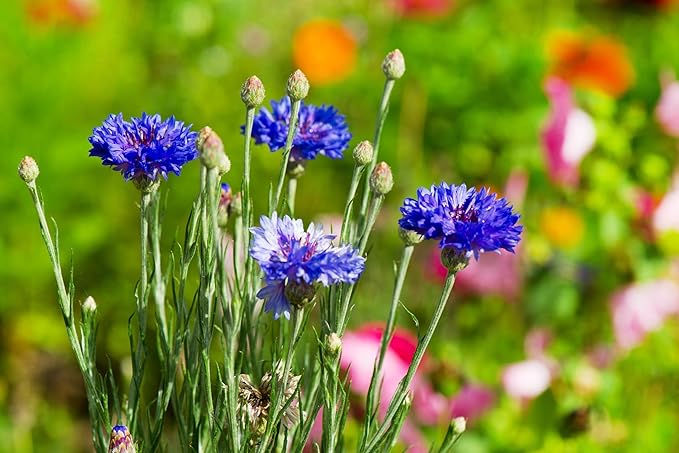 Seed Needs Cornflower Seeds for Planting Dwarf Blue Bachelor's Button Wildflowers - Heirloom & Open Pollinated Flowers to Plant and Grow an Outdoor Home Grown Butterfly Garden (5 Packs)