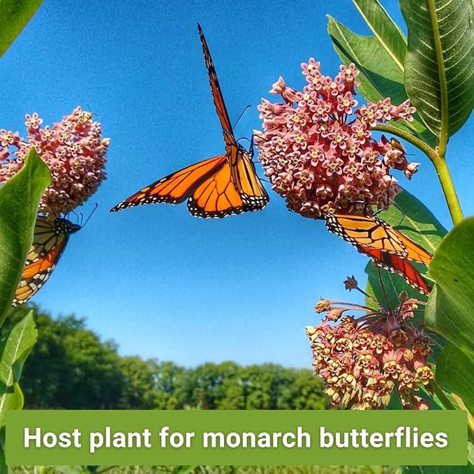 Sow Right Seeds - Milkweed Seed Collection - Varieties Included: Common, Rose and Showy Milkweed, Attracts Monarch and Other Butterflies to Your Garden - Non-GMO Heirloom Packet to Grow