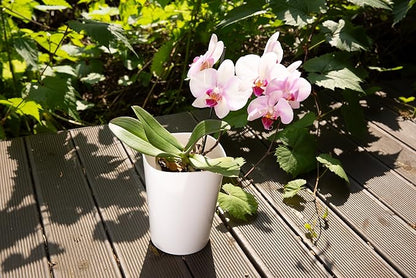SMEREKA Orchid Potting Mix (2QT) – Coconut Husk, Pine Bark, Moss & Charcoal Blend for Phalaenopsis – Resealable Bag, Premium Handcrafted Orchid Mix