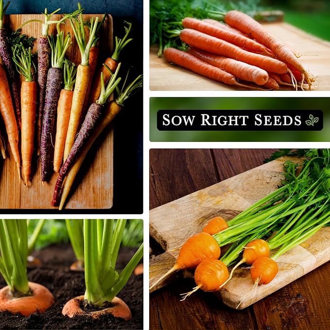 Sow Right Seeds - Carrot Seed Collection for Planting - Rainbow, Nantes, Imperator, Parisian and Kuroda Varieties - Non-GMO Heirloom Packet - Plant and Grow Your Outdoor Home Vegetable Garden