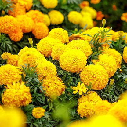 Park Seed Whopper Yellow Marigold Flower Seeds – Giant 4-Inch Fully Double Blooms, Botrytis-Tolerant and Sturdy, Long-Lasting Summer Color for Beds, Borders, or Containers – Pack of 25