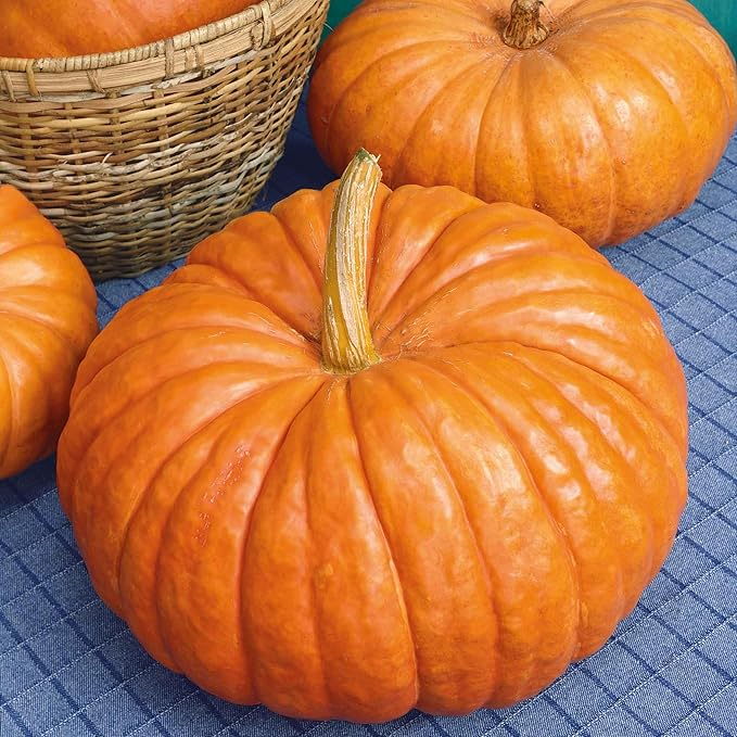 Eden Brothers Pumpkin Seeds - Rouge VIF d'Etampes Non-GMO Seeds for Planting, Packet | High-Yielding, Fast Growing Vegetable Seeds, Plant During Warm Season, Zones 3, 4, 5, 6, 7, 8, 9, 10