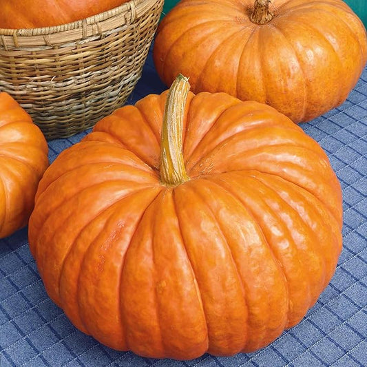 Eden Brothers Pumpkin Seeds - Rouge VIF d'Etampes Non-GMO Seeds for Planting, Packet | High-Yielding, Fast Growing Vegetable Seeds, Plant During Warm Season, Zones 3, 4, 5, 6, 7, 8, 9, 10