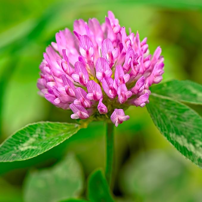 Tri-Clover by Eretz - Three Part Blend of Clovers Providing Beauty, Cover, and Natural Attractant. No Coatings or Fillers, Premium Seeds (1lb)