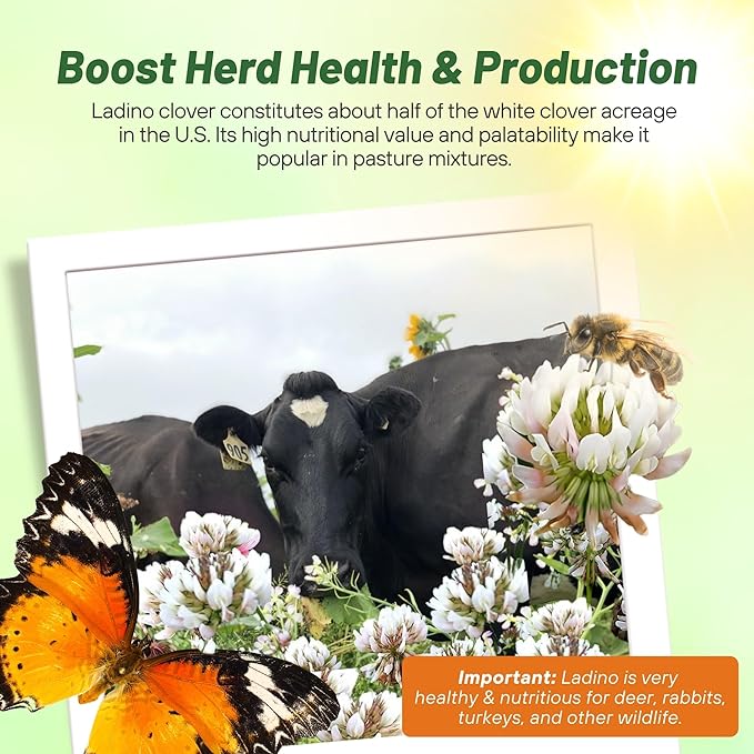 Outsidepride Perennial White Ladino Clover Seed - 10 lbs. Nitrocoated, Inoculated Bulk Clover Seeds, Ideal for Pasture, Forage, Food Plots & Wildlife Ground Cover for Continuous & Rotational Grazing