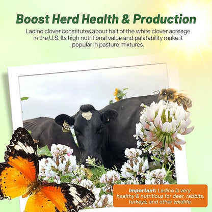 Outsidepride Perennial White Ladino Clover Seed - 10 lbs. Nitrocoated, Inoculated Bulk Clover Seeds, Ideal for Pasture, Forage, Food Plots & Wildlife Ground Cover for Continuous & Rotational Grazing