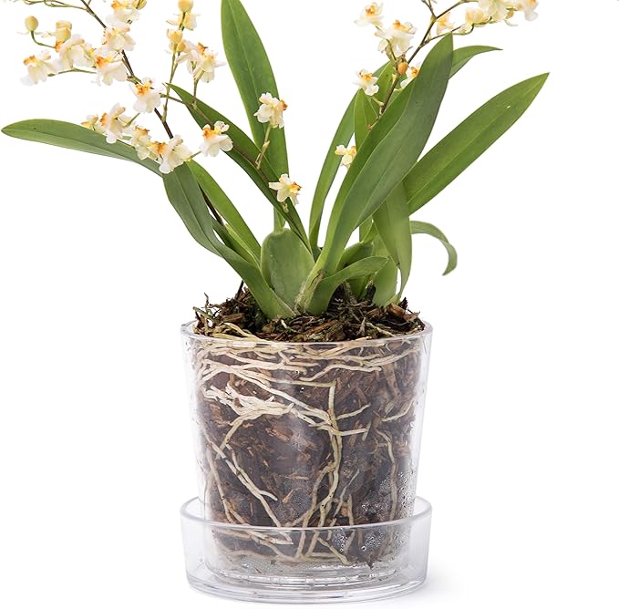 Phoenix Vine 3.5 Inch Clear Acrylic Planter Pot with Tray, Orchid Pot with Drainage Holes, Deep Saucer for Bottom Watering, Transparent Containers for Indoor Plants, Herbs, Set of 1, 91-A-D-1