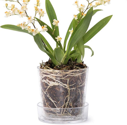Phoenix Vine 3.5 Inch Clear Acrylic Planter Pot with Tray, Orchid Pot with Drainage Holes, Deep Saucer for Bottom Watering, Transparent Containers for Indoor Plants, Herbs, Set of 1, 91-A-D-1