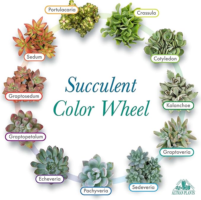 Altman Plants Premium Bulk Succulent Plants (50 Pack), 5 Unique Live Succulents in Sets of 10, Assorted Colors & Shapes, 2 in Pots