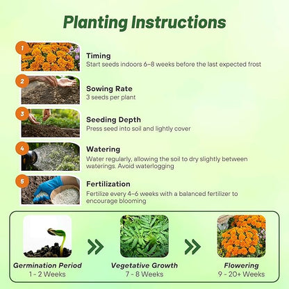Outsidepride Durango Tangerine French Marigold Seeds - 500 Pcs Annual, Compact, Heat & Drought Tolerant Flower Seeds for Planting w/Anemone Type Blooms, Ideal for Vibrant Pollinator Gardens