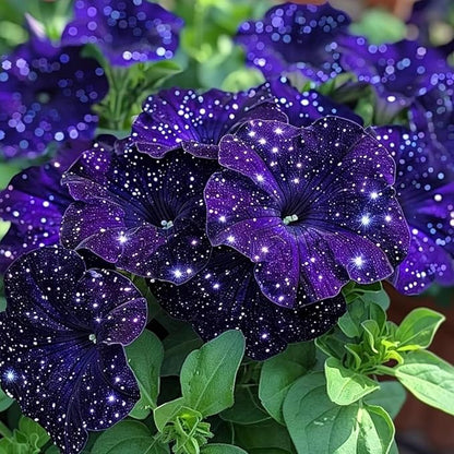 400+ Rare Night Sky Petunia Seeds Petunia Flowers Seeds for Planting Garden Hanging Baskets Flowers Annual Petunia Plant