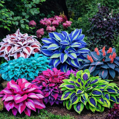 Hosta Seeds 400+ Pcs - Colorful Mixed Shade - Loving Perennial Flower Seeds for Planting, Beautiful Foliage Plants for Garden Borders, Shade Gardens & Containers, Easy to Grow