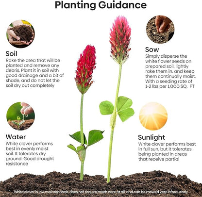 Annual Crimson Clover Seeds, 2 lbs, Trifolium Incarnatum Seeds for Lawn Alternative, Attracts Pollinators, Nitrocoated and Inoculated