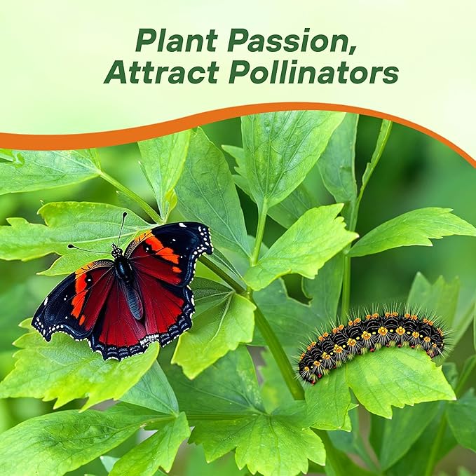 Outsidepride Lovage Vegetable Seeds - 2000 Pcs. Perennial, Easy to Grow & Drought-Tolerant, Herb Seeds for Planting Edible & Vibrant Yellow-Green Blooms, Great for Xeriscaping & Pollinator Gardens
