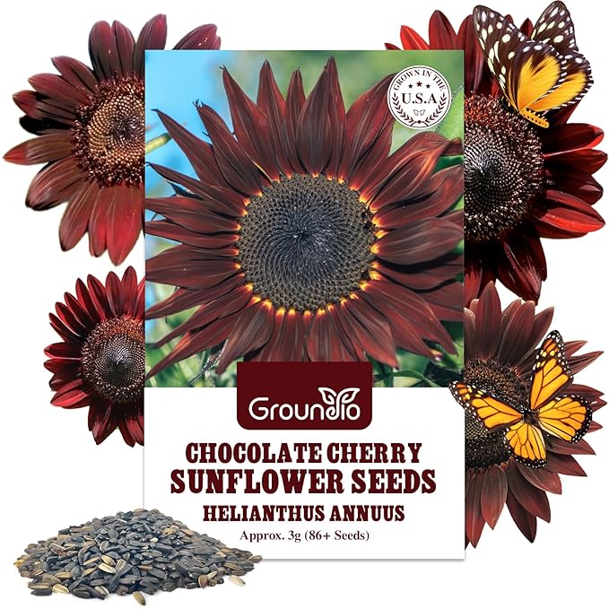 Chocolate Cherry Sunflower Seeds, 6-8 FT Giant Burgundy Black Sunflower, 80+ Helianthus Annuus Seeds, Non-GMO | Heirloom | High Germination | Attracts Pollinators