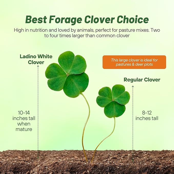 Outsidepride Perennial White Ladino Clover Seed - 40 lbs. Nitrocoated, Inoculated Bulk Clover Seeds, Ideal for Pasture, Forage, Food Plots & Wildlife Ground Cover for Continuous & Rotational Grazing