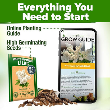 HOME GROWN 53 White Lilac Flower Seeds Non-GMO, Heirloom Tree Seeds for Planting, Fragrant Flowering Tree Seeds for Landscaping, Pollinator Gardens, and Ornamental Borders (Syringa reticulata)