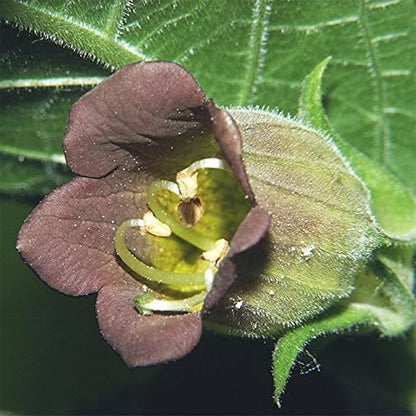 Palm Beach Medicinal Herbs - Belladonna (Atropa Belladonna) - Packet of 30 Seeds