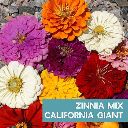 Zinnia Seeds for Planting Outdoors ~3000 California Giant Mix Zinnia Seeds - Beautiful 4' Tall Wildflower Blossoms - Zinnia elegans Pollinator Seed Mix - Bright, Cheerful Annual Flower Seed