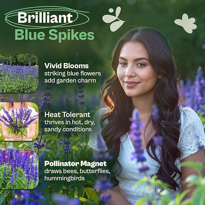 SVI 1000 Blue Sage Seeds for Planting (Salvia farinacea) - Heirloom Sage, Salvia Perennial Wildflower - Flower Seeds to Plant Outside in Pollinator Garden, Meadows, Borders, Beds