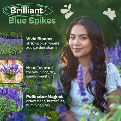 SVI 1000 Blue Sage Seeds for Planting (Salvia farinacea) - Heirloom Sage, Salvia Perennial Wildflower - Flower Seeds to Plant Outside in Pollinator Garden, Meadows, Borders, Beds