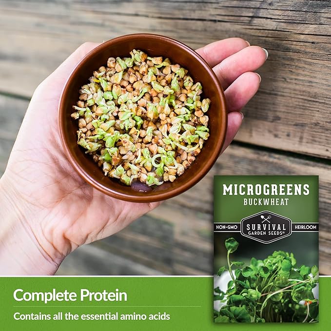 Buckwheat Microgreen Seeds for Sprouting - Non-GMO Heirloom Buckwheat Seeds to Grow Mild, Nutty Microgreens - Indoors or Hydroponic - Fast Growing - Survival Garden Seeds (1 Pack)