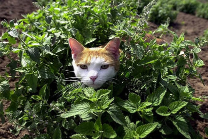 Gaea's Blessing Seeds - Catnip Seeds - Non-GMO Heirloom Seeds Nepata Cataria Open-Pollinated - with Easy to Follow Instructions - 90% Germination Rate Net Wt. 1.1g (Pack of 4)