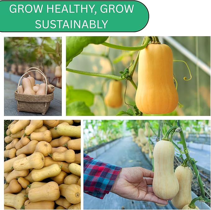 Waltham Winter Butternut Squash Seeds for Planting – Heirloom, Non-GMO Butternut Squash Seeds for Home Gardens, Sweet Winter Squash for Cooking | Woods Creek Seeds