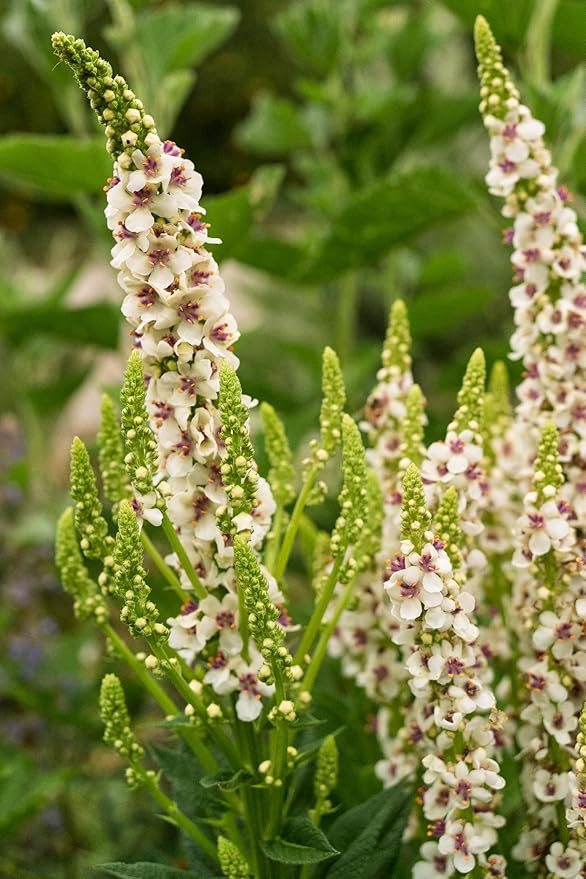 Plant Good Seed Organic Purple Throated Mullein Seeds for Planting: Medicinal Tea Herb, Pink and White Flowers - 250 Seed Packet