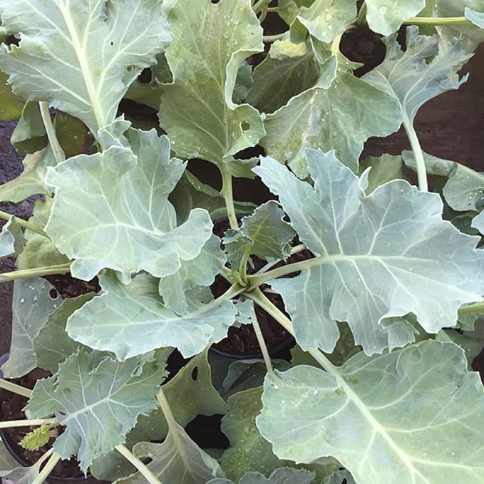 CHUXAY GARDEN Sea Kale Seed 10 Seeds Non-GMO Edible Vegetable Ornamental Vegetables Plant Perennial Seasoning Culinary Plants Great Taste