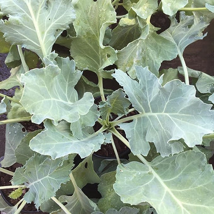 CHUXAY GARDEN Sea Kale Seed 10 Seeds Non-GMO Edible Vegetable Ornamental Vegetables Plant Perennial Seasoning Culinary Plants Great Taste