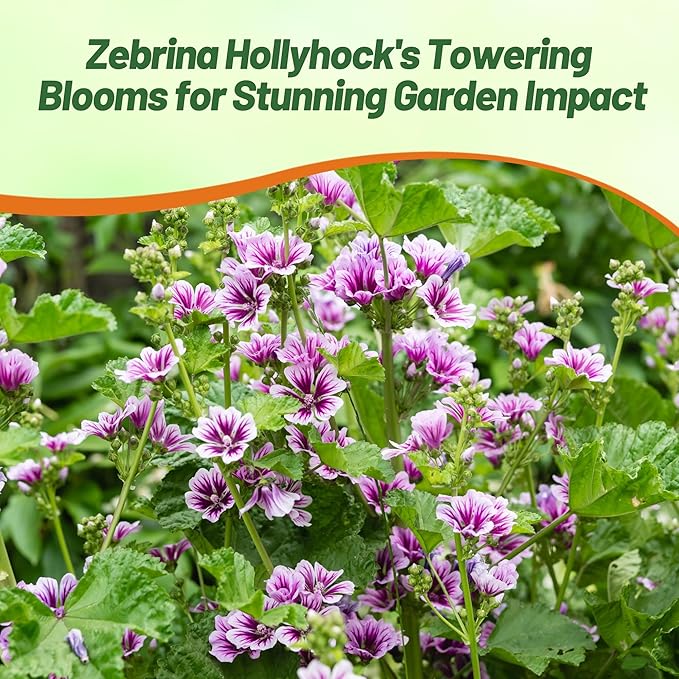 Outsidepride Zebrina French Hollyhock Seeds - 500 Pcs Perennial White & Purple Heirloom, Long-Blooming Drought Tolerant Flower Seeds with Semi-Double Blooms for Cottage Gardens & Cut Flowers