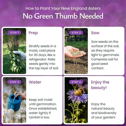 Created By Nature, New England Aster Seeds, Pink and Purple Perennial Flower Seeds, Non-GMO, Pollinator Friendly, 2,500 Seeds, Covers Up to 93 sq. ft. (Symphyotrichum novae-angliae)