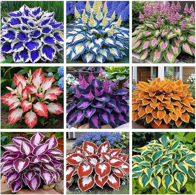 Hosta Seeds 110+ Mixed, Shade-Resistant Perennial Plants, Unique Leaf Color Combinations, Perfect for Garden Borders, Flower Beds & Containers, Easy Grow, Extremely Hardy