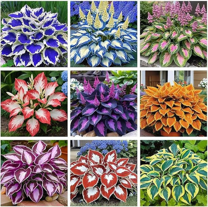 Hosta Seeds 110+ Mixed, Shade-Resistant Perennial Plants, Unique Leaf Color Combinations, Perfect for Garden Borders, Flower Beds & Containers, Easy Grow, Extremely Hardy