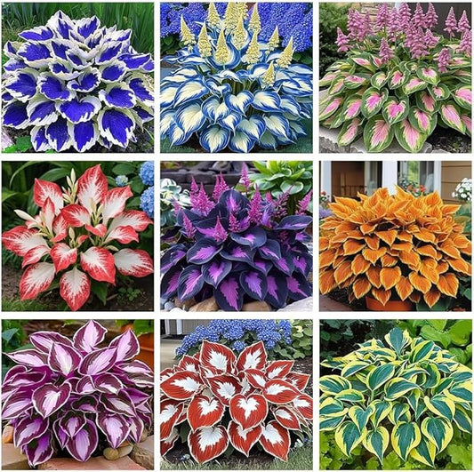 Hosta Seeds 110+ Mixed, Shade-Resistant Perennial Plants, Unique Leaf Color Combinations, Perfect for Garden Borders, Flower Beds & Containers, Easy Grow, Extremely Hardy