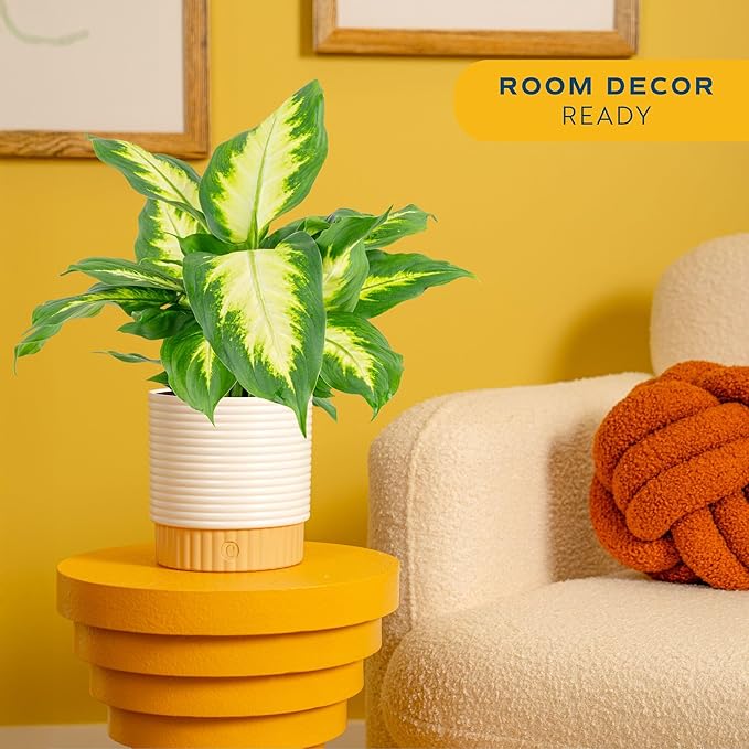 Costa Farms Dieffenbachia, Dumb Cane Live Plant in Decorative Pot, Easy to Maintain Indoor Houseplant, Perfect for Home, Room, or Office Decor, Great House Warming or Birthday Gift, 12-18 Inches Tall