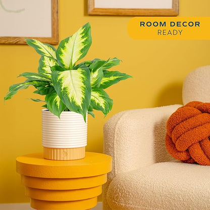 Costa Farms Dieffenbachia, Dumb Cane Live Plant in Decorative Pot, Easy to Maintain Indoor Houseplant, Perfect for Home, Room, or Office Decor, Great House Warming or Birthday Gift, 12-18 Inches Tall
