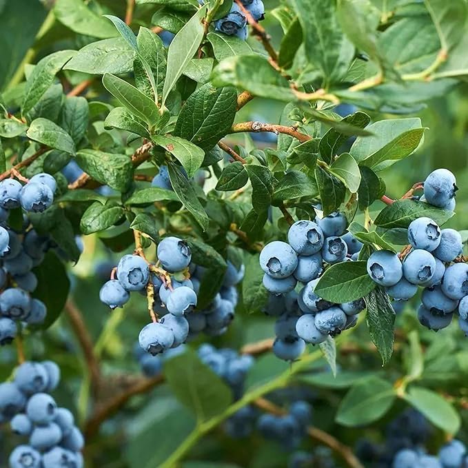 200pcs Blueberry Seeds for Planting, Non-GMO Heirloom Perennial Nutrient-Dense Berries Fruits Seeds, Home Garden Plants for Pots or Raised Beds