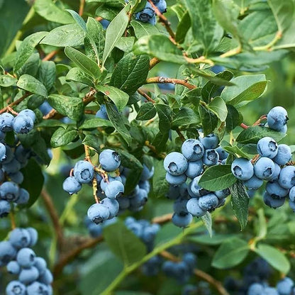 200pcs Blueberry Seeds for Planting, Non-GMO Heirloom Perennial Nutrient-Dense Berries Fruits Seeds, Home Garden Plants for Pots or Raised Beds