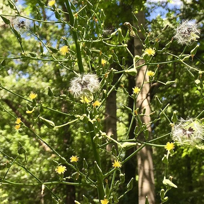 Wild Lettuce (Lactuca virosa) - Grow Now or Store for Future Planting - Capsule of 50 Seeds