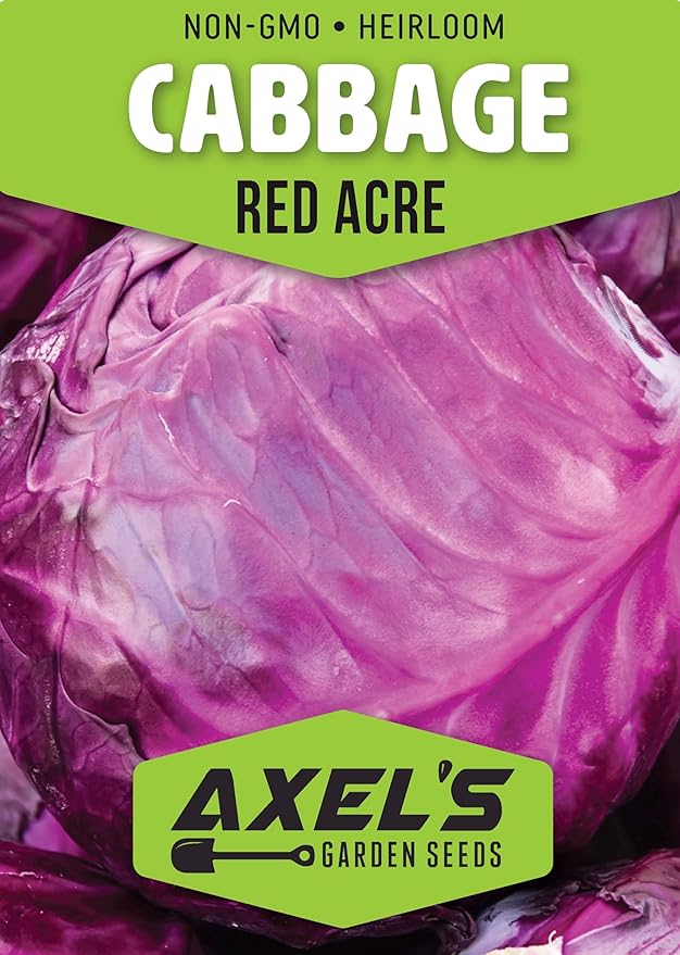 Red Acre Cabbage Seeds for Planting – Plant & Grow Heirloom Red Acre Cabbage in Home Outdoor Vegetable Garden, Brassica oleracea VAR. capitata– 3 Packets