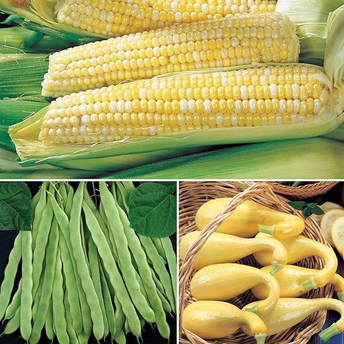 Park Seed 3 Sisters Collection – Grow Corn, Beans & Squash Together for Mutual Support, Includes Ambrosia Corn, Algarve Climbing Beans & Organic Crookneck Squash – Pack of 320 Seeds