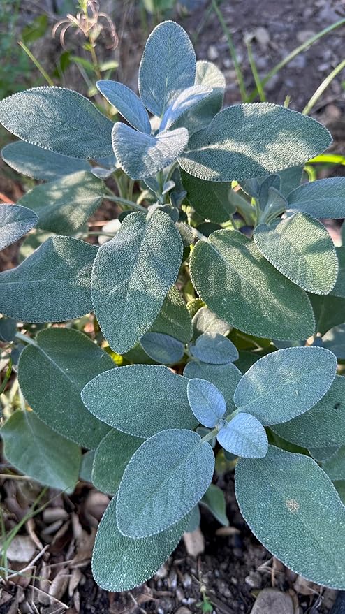 Plant Good Seed Organic Common/Culinary Sage Seeds for Planting: Culinary Herb, Green Leaves and PurpleFlowers - 58 Seed Packet