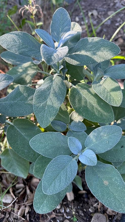 Plant Good Seed Organic Common/Culinary Sage Seeds for Planting: Culinary Herb, Green Leaves and PurpleFlowers - 58 Seed Packet