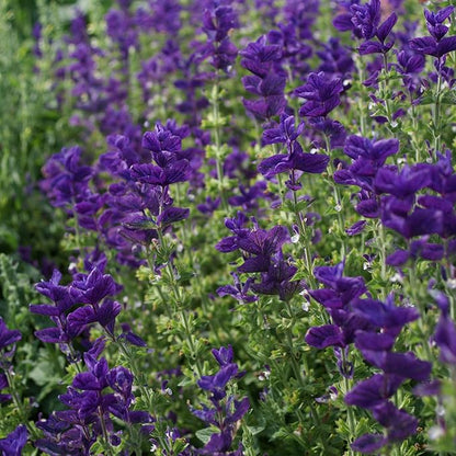 Outsidepride Blue Monday Salvia Seeds - 2,000 Pcs Annual, Compact, Heavy Blooming & Drought-Tolerant Sage Seeds for Planting Fragrant Blue Blooms for Butterfly & Hummingbird Gardens & Landscaping